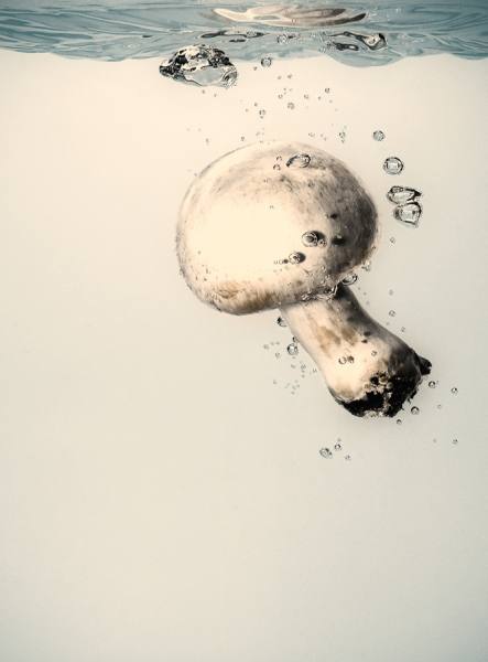 Photograph Michele Cozzolino  Mushroom on One Eyeland